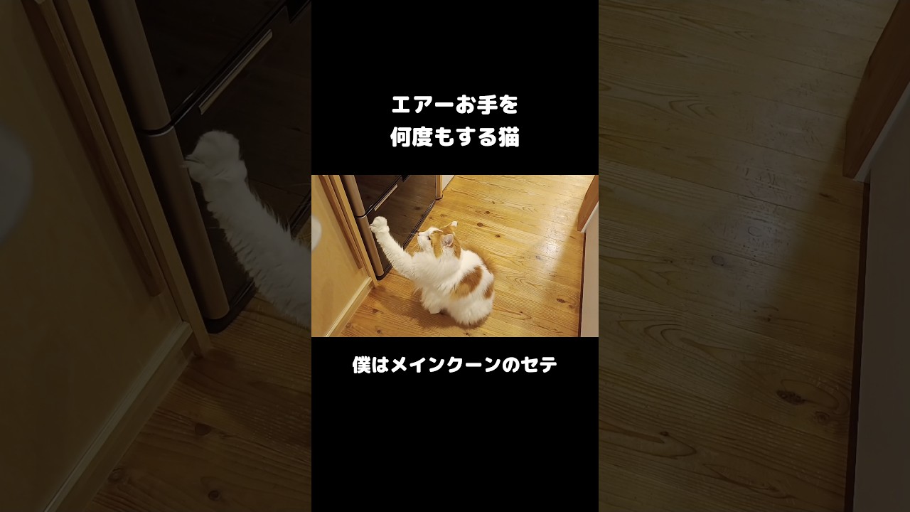 お手が犬より凄い猫 #猫 #ねこ #メインクーン #猫のいる暮らし #mainecoon #cat