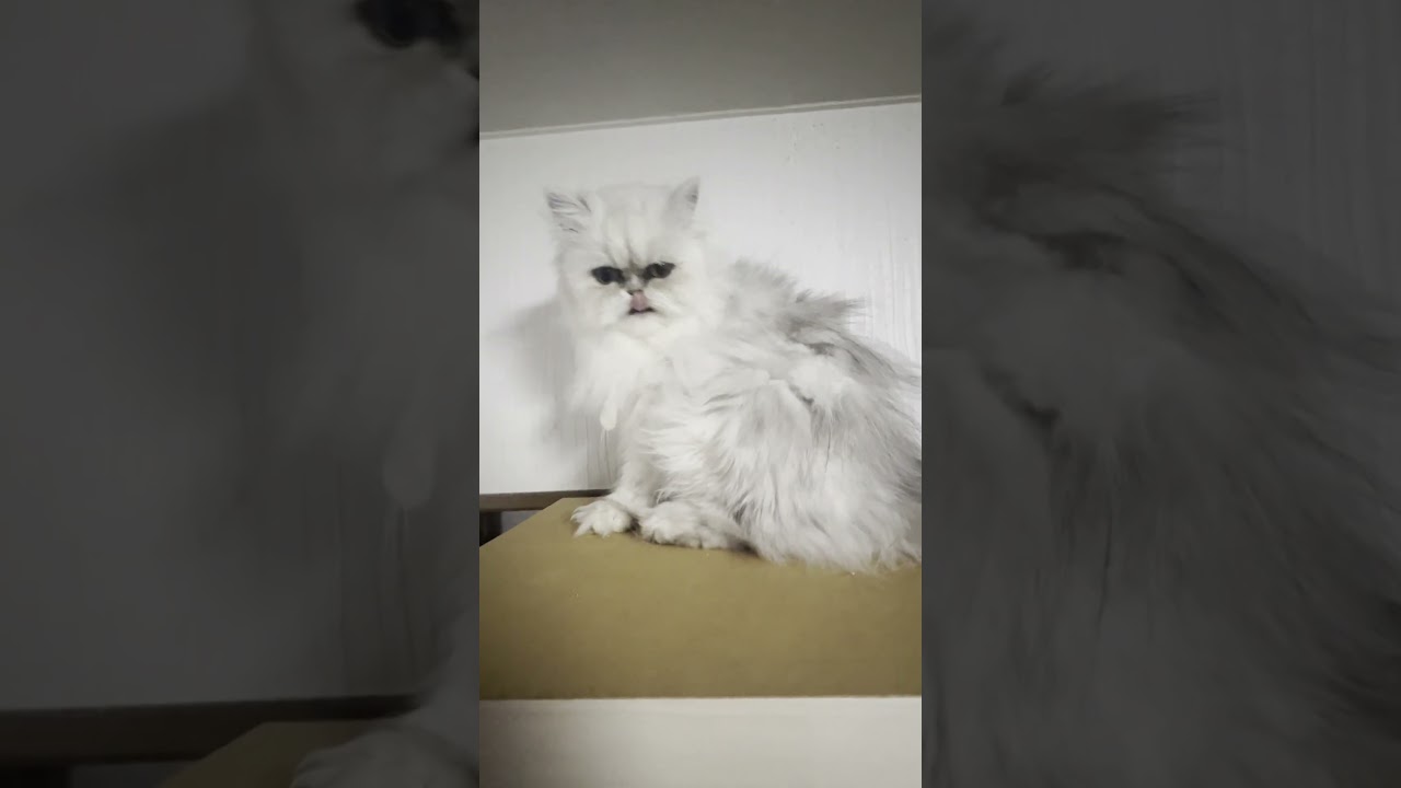 棚の上でくつろぐ猫に突撃してみた！ペルシャ猫のノーウェイ2