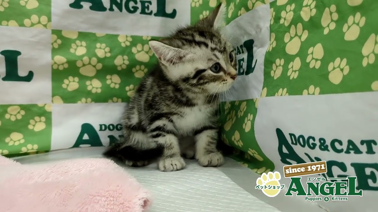 アメリカンショートヘアー 2410066 【ペットショップエンゼル　子犬・子猫販売】