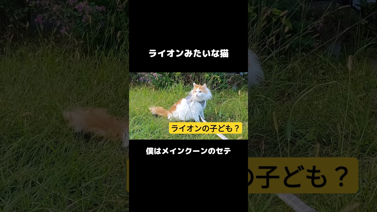 ライオンみたいな猫 #ねこ #メインクーン #ライオン #mainecoon #cat