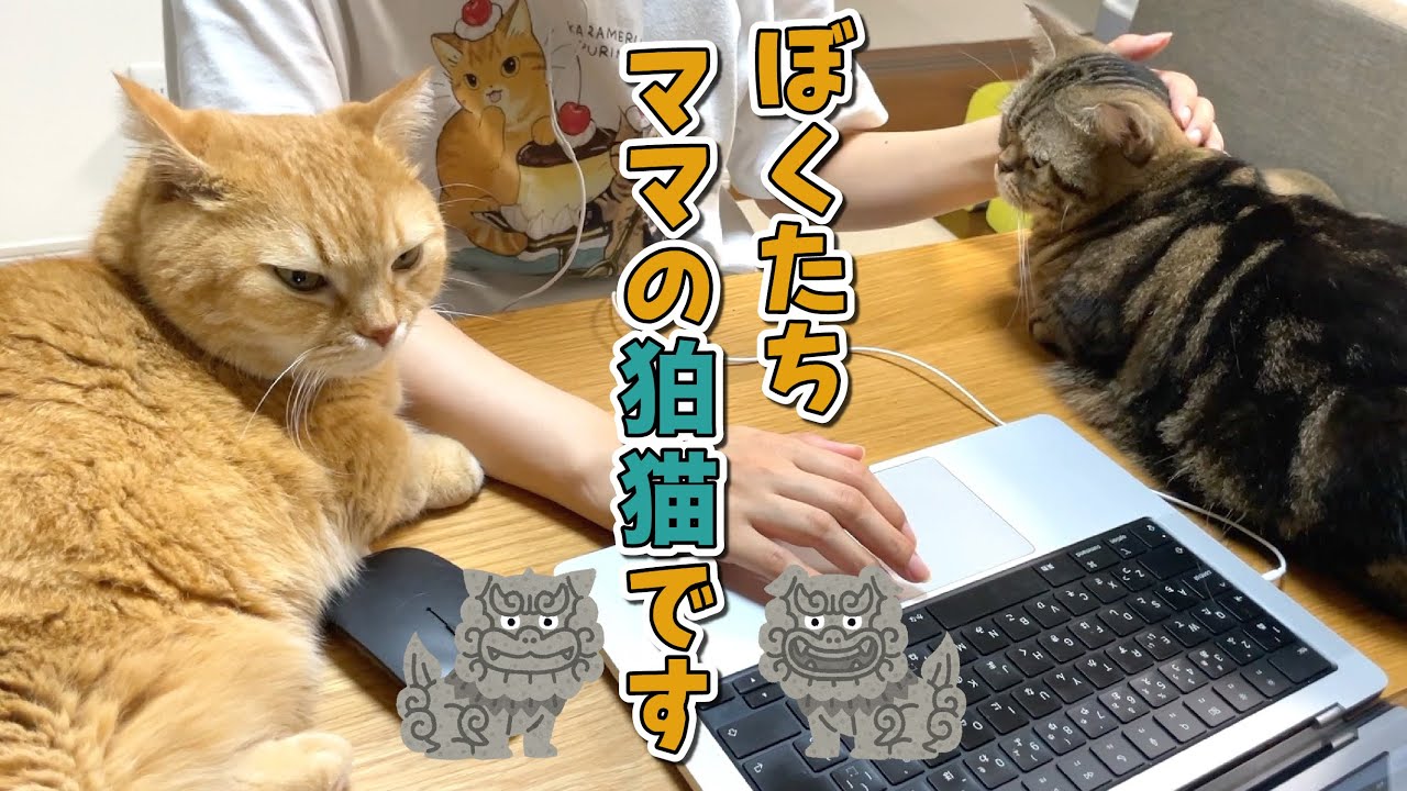 パソコン作業していると集まってくる猫たちが可愛すぎる！