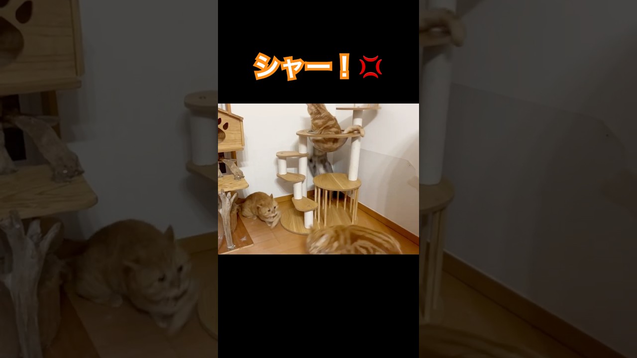 ちゃーぼーを怒らせちゃうと... #猫 #マンチカン #shorts
