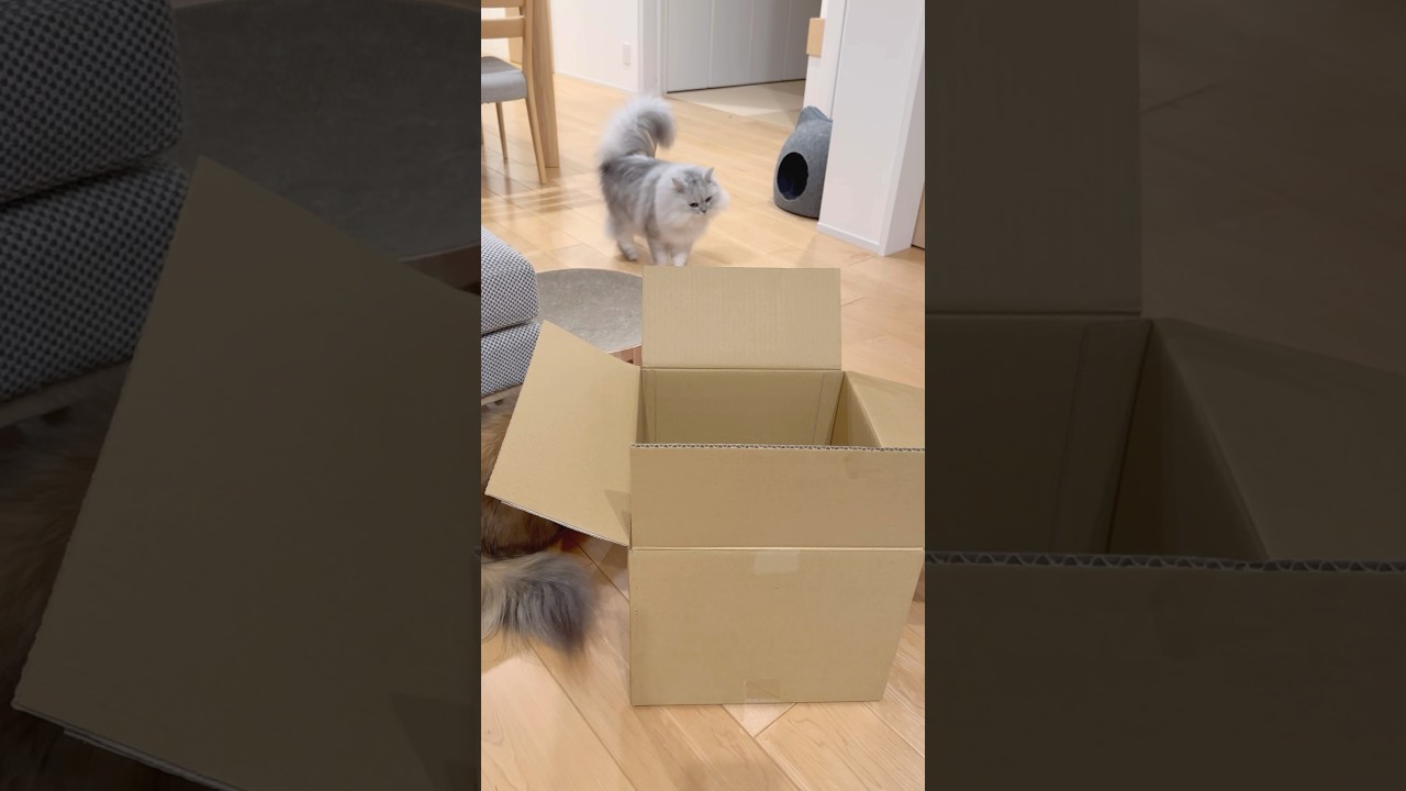 テンションが上がりきった兄猫 【サイベリアン】 #Shorts