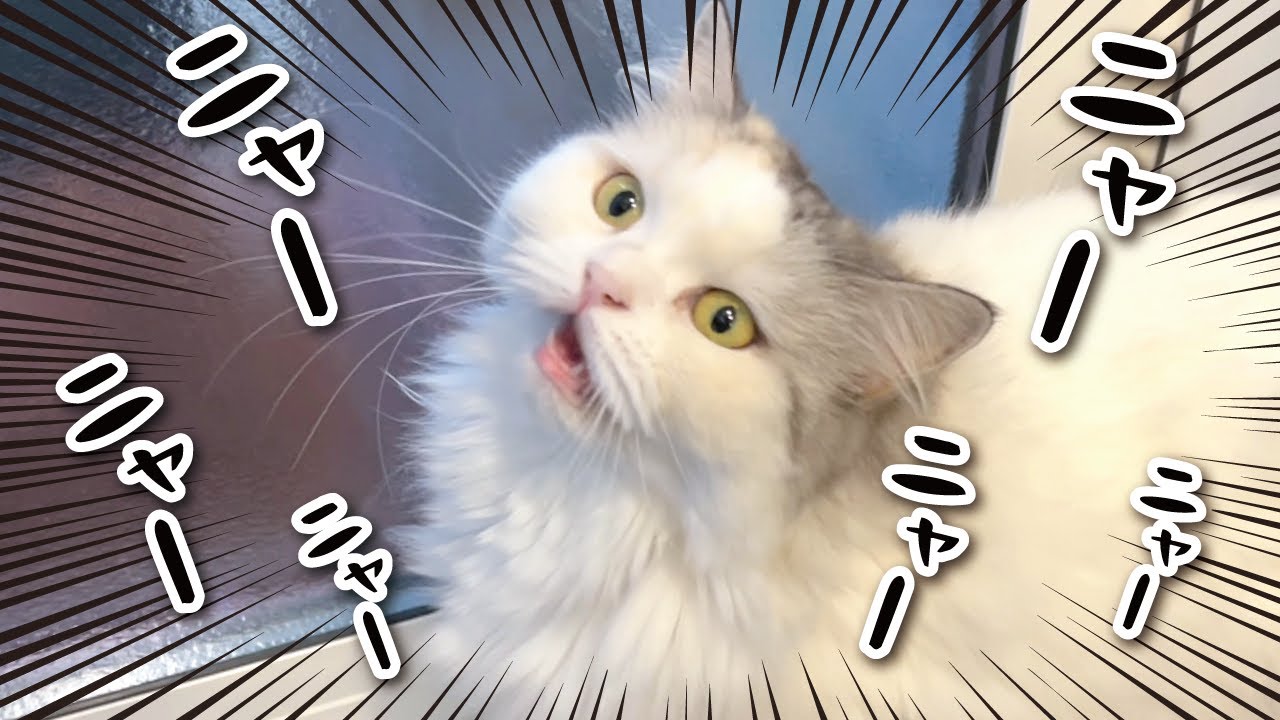 【悲報】猫がずっとニャーニャー言ってるけど何が言いたいのか全く分からない…【関西弁でしゃべる猫】【猫アテレコ】