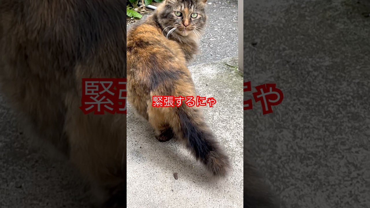 ゴージャスさんの朝ごはん#short#japan#cat #癒し#ねこ#野良猫#猫動画#おもしろい#猫#ショート