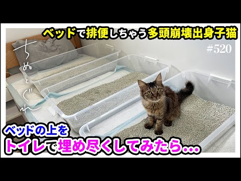 ベッドで排便する子猫に対抗してベッドをトイレで埋め尽くしたらまさかの結果に！【預かりボランティア】ルア＆ジグ編１１／ #猫 #子猫 #保護猫
