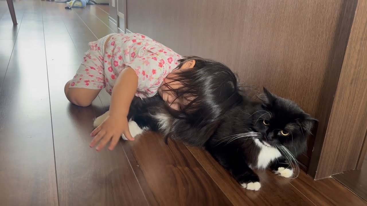 子猫と2歳児から猫吸いされる猫　ラガマフィンA cat that is loved by kittens and children. Ragamuffin.