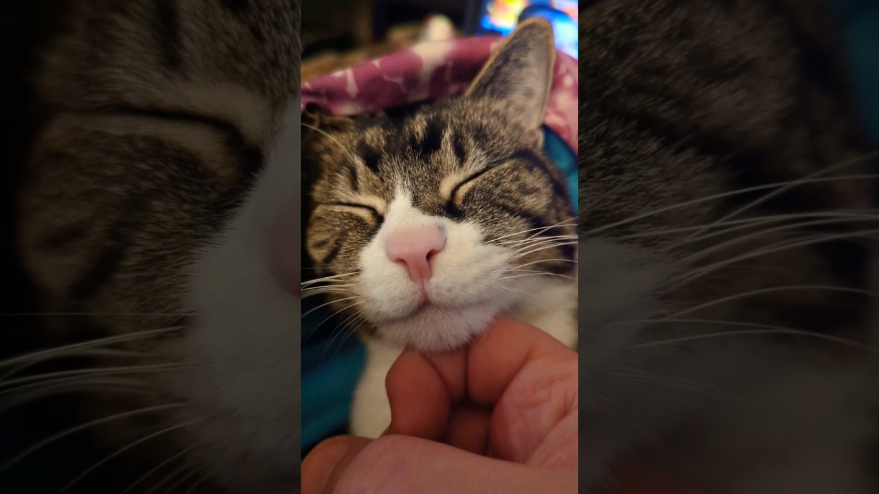 a cats purr #cute #pets #animals #ロシアンブルー #russianblue #ペット #猫 #adoptdontshop #catlover #cathealth