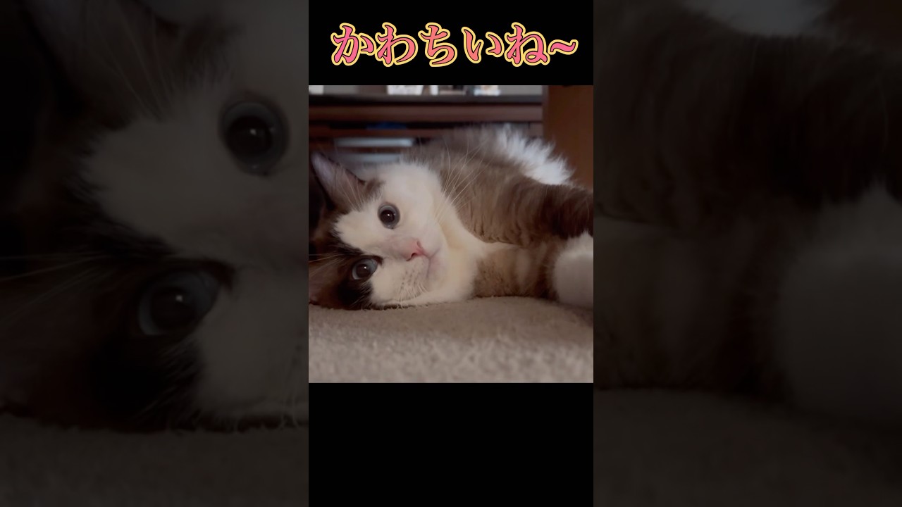 【猫動画】いつも一緒😈#shorts#猫 #ラグドール#ズボラ主婦