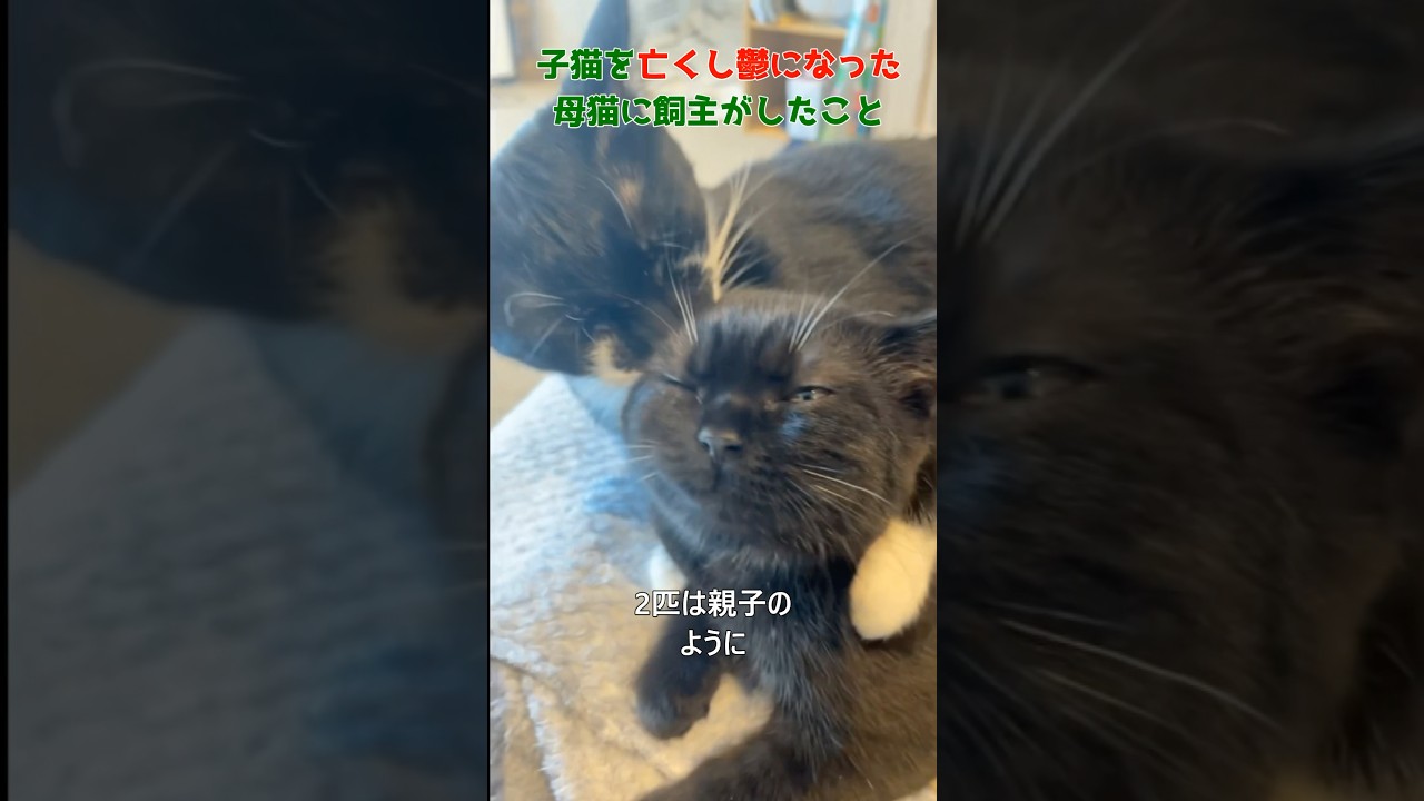 子猫を亡くして鬱になった猫に飼主がしたこと#cat #kitten #shorts#猫#子猫#鬱