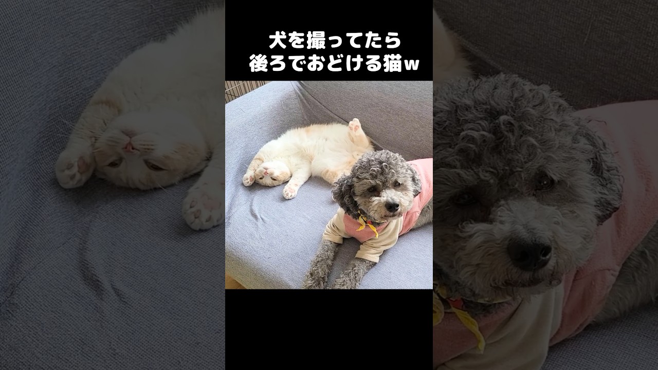 犬を撮ってたら後ろでおどける猫...笑#shorts