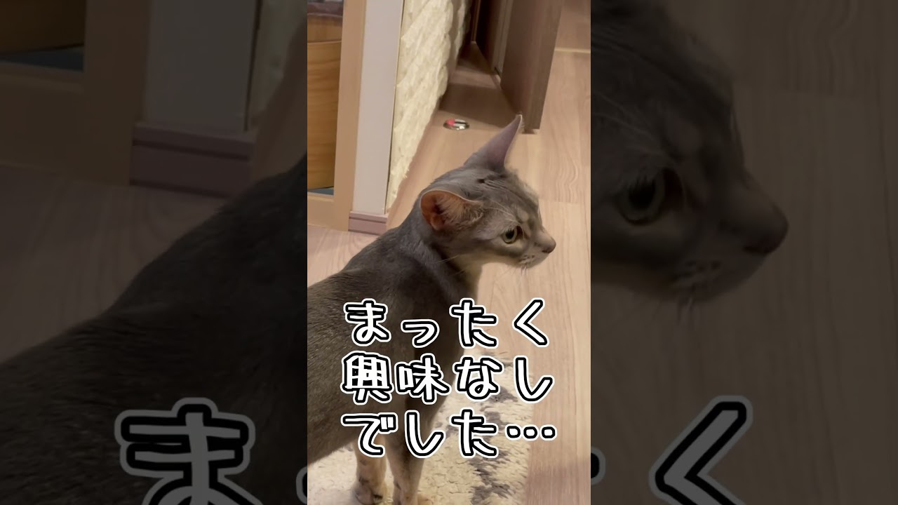 クリスマスプレゼントを今になって使ううちの猫さん #shorts #猫 #アビシニアン