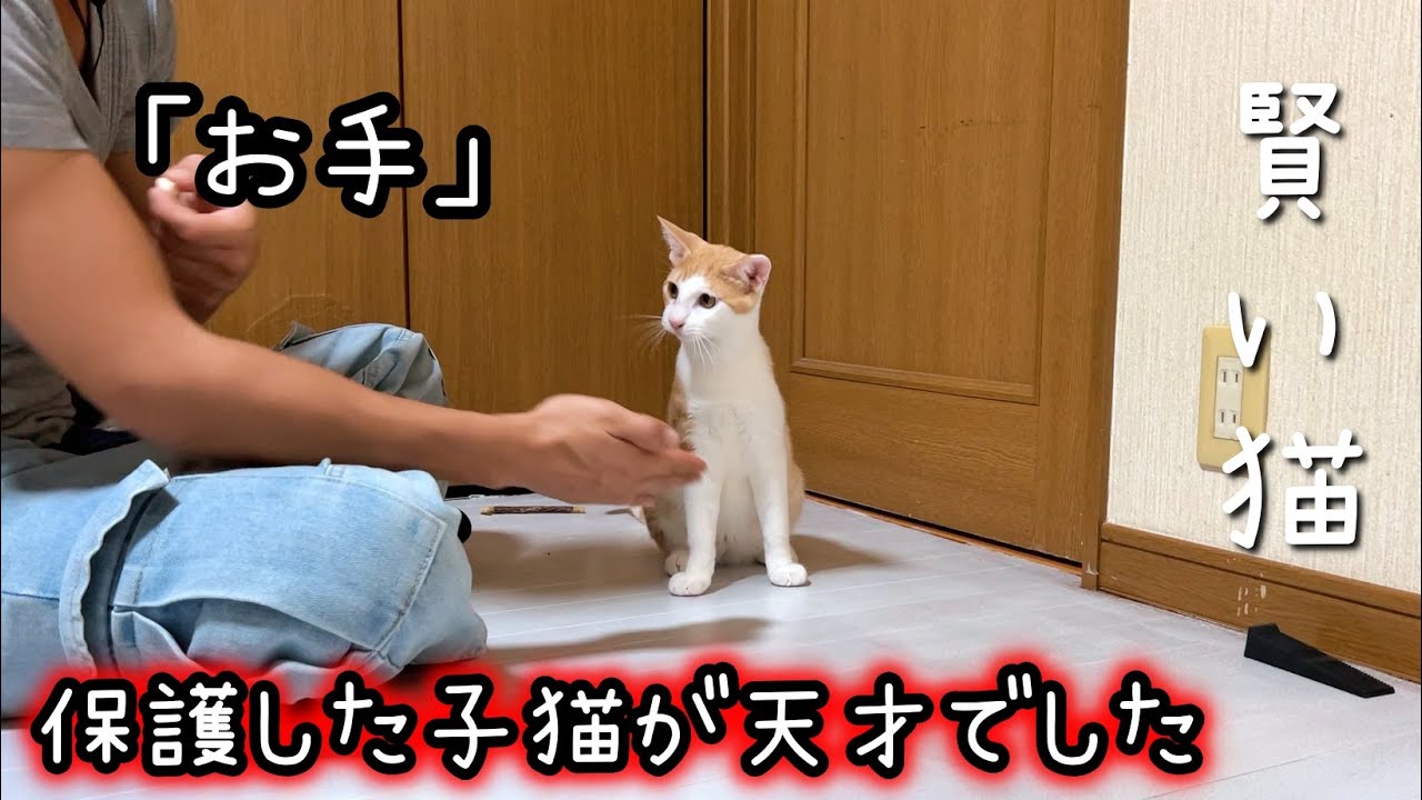 保護した子猫がまさかの天才猫でした【衝撃の学習力】