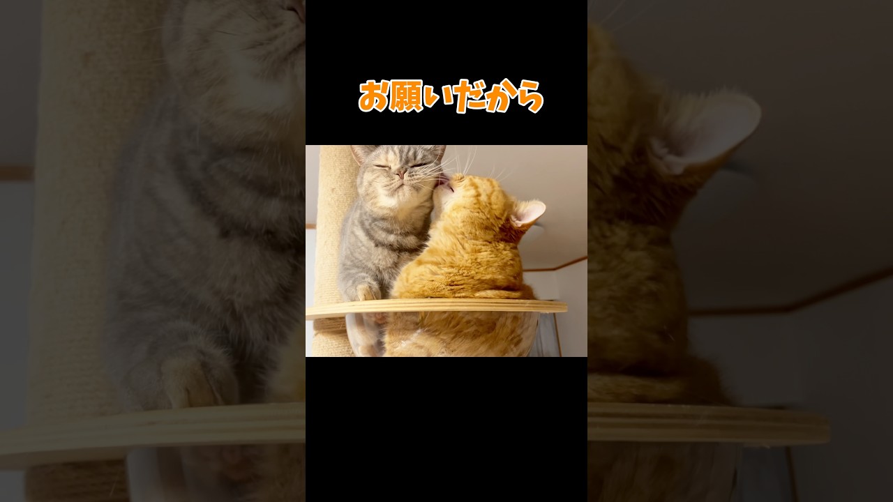 お兄ちゃん猫のことを大好きな妹猫が色々すごい！ #マンチカン #shorts
