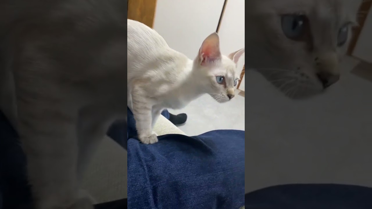 容赦なく踏みつけて行きます　#元保護猫　#シャムトラ　#シャムミックス　#cat #猫耳 #kitten #シャムmix  #子猫 #猫耳