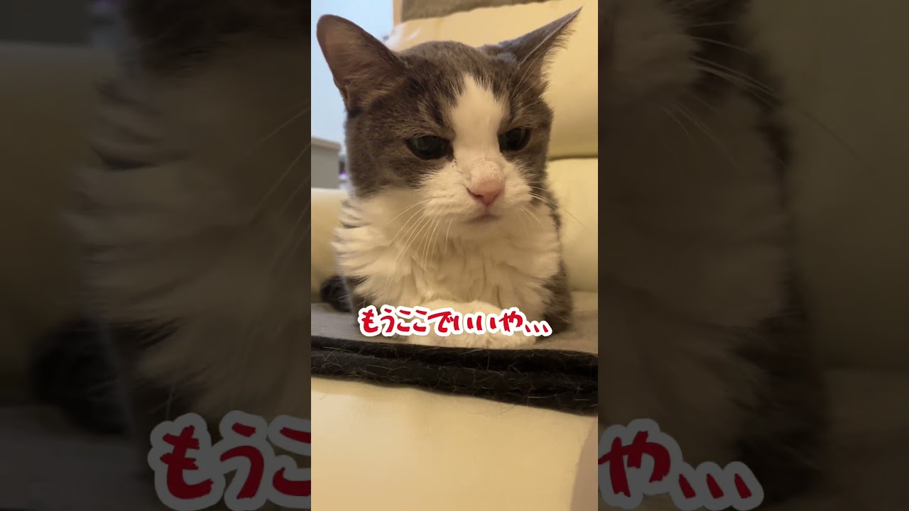 元野良猫の縄張り争い！？ #cat #ねこ#まちゃこ#ハチワレ