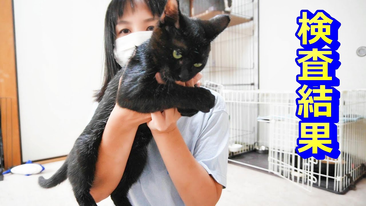 子猫の検査結果が出ました！