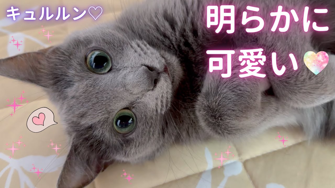 【猫ロシアンブルー】過去最高に可愛いと言っても過言では無い そらちゃん❤️