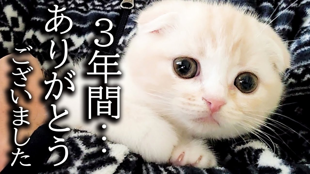 ハスキー犬に育てられた子猫は3年後こうなりました...