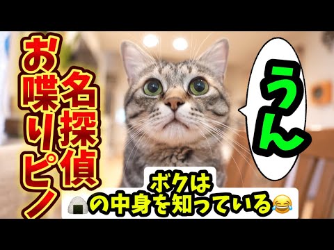 【お喋り猫ピノ圧😂】ママのおにぎり🍙の具を知っているんだぜ！の巻#猫 #保護猫 #cat