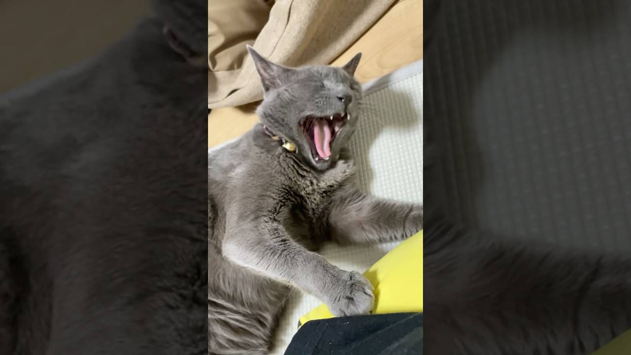 今日のあくび_20241008 #shorts #cat #ロシアンブルー #猫
