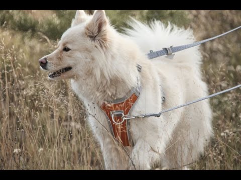 Dress, Fit & Go - Hurtta Multilong dog Leash ECO
