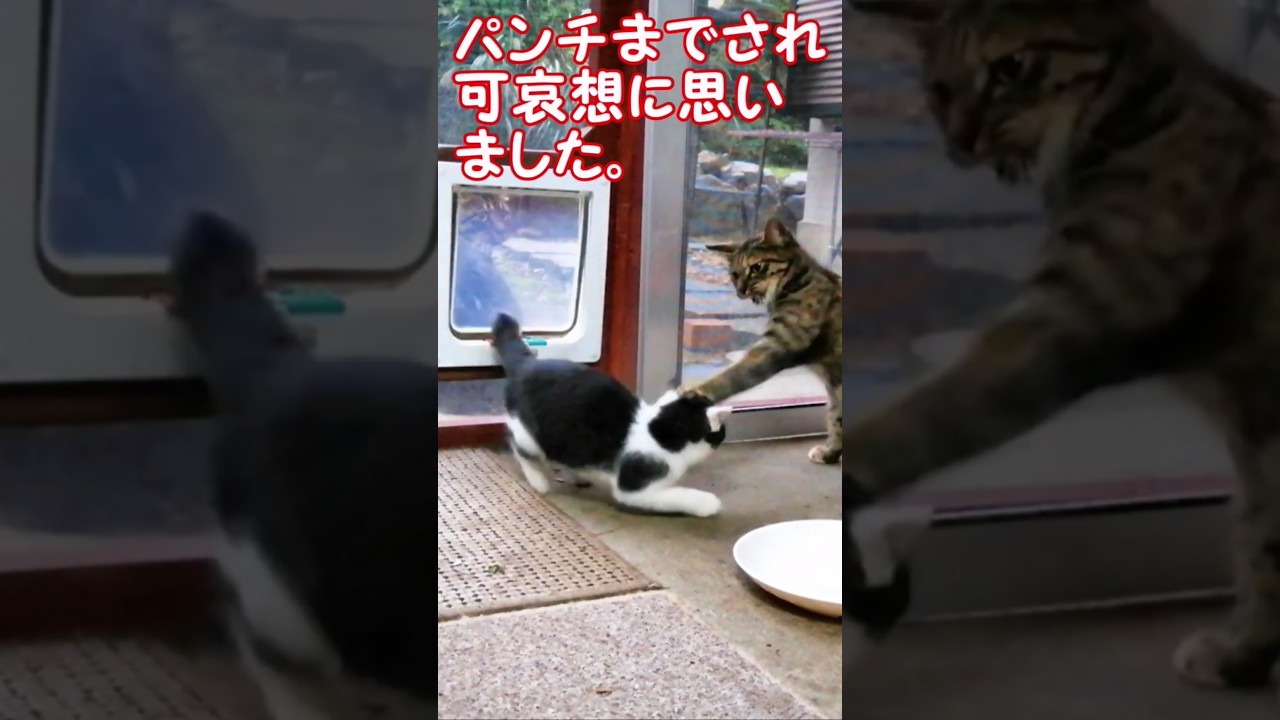我が家に現れた赤ちゃん猫、先住猫に拒否られ可哀想に思いましたが・・・😭