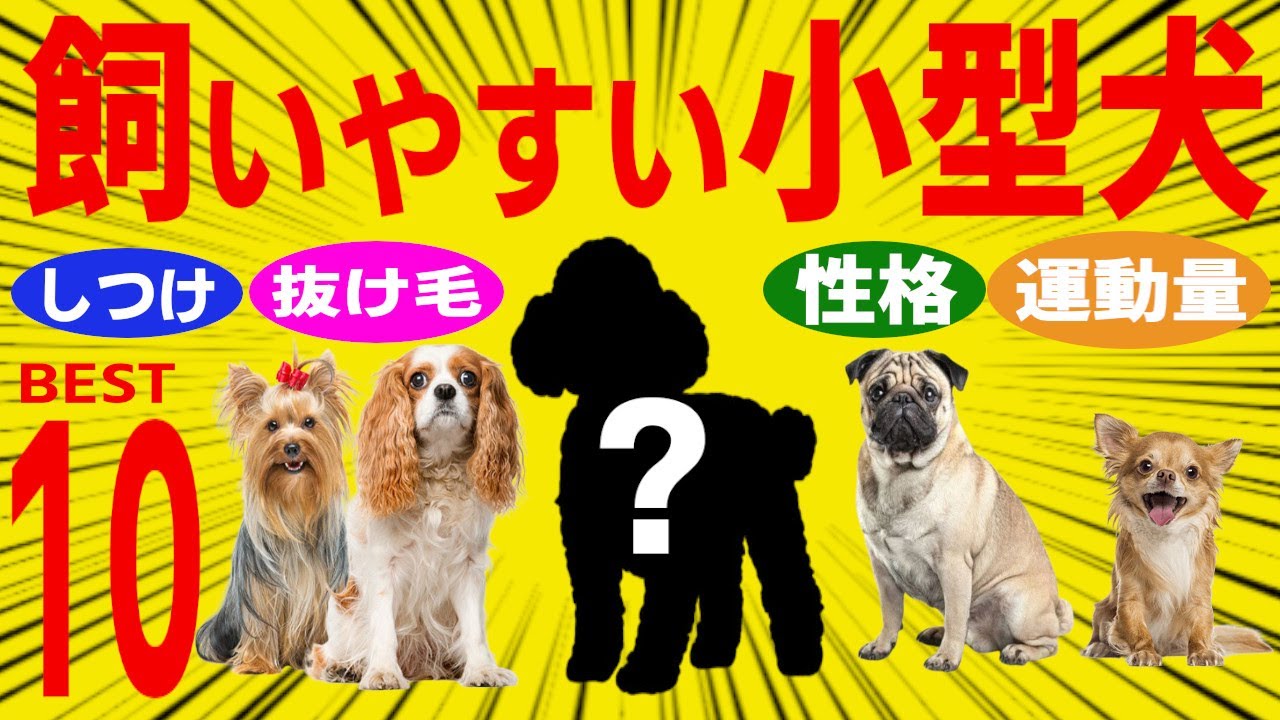 【2023年最新】飼いやすい小型犬TOP10、性格や飼いやすさも紹介！