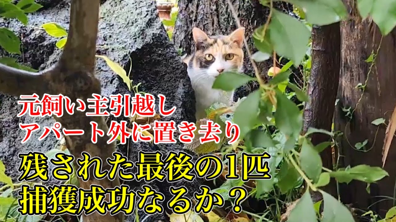 【遺棄された猫達を6年かけて保護】最後に残された1匹の捕獲成功なるか！？