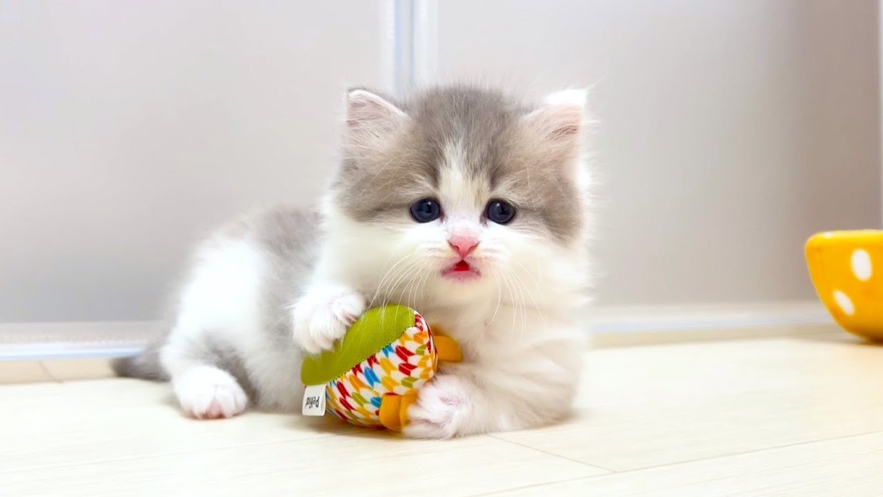 【マンチカンの子猫】夢中で遊んでいる姿が可愛い件 ～猫のいる生活Vol.1028～出産動画 マンチカン短足・ミヌエット・ペルシャ猫専門ブリーダー『ペット蔵人』【子猫の成長記録】