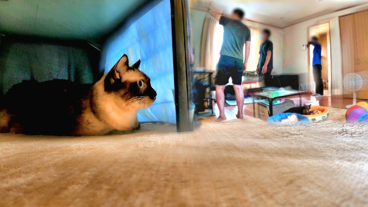 部屋へ知らない人が入って来て！したシャム猫が逃げ遅れた結果🏃