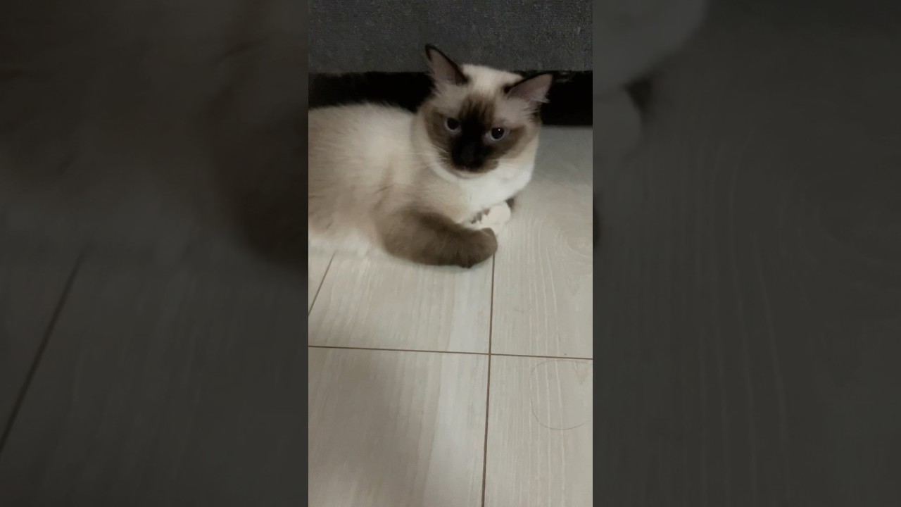 可愛いラグドールの女の子 @tanutoko #cat #catlover #ragdoll #猫のいる暮らし #ラグドール #猫のいる暮らし #ragdolls #cute #short