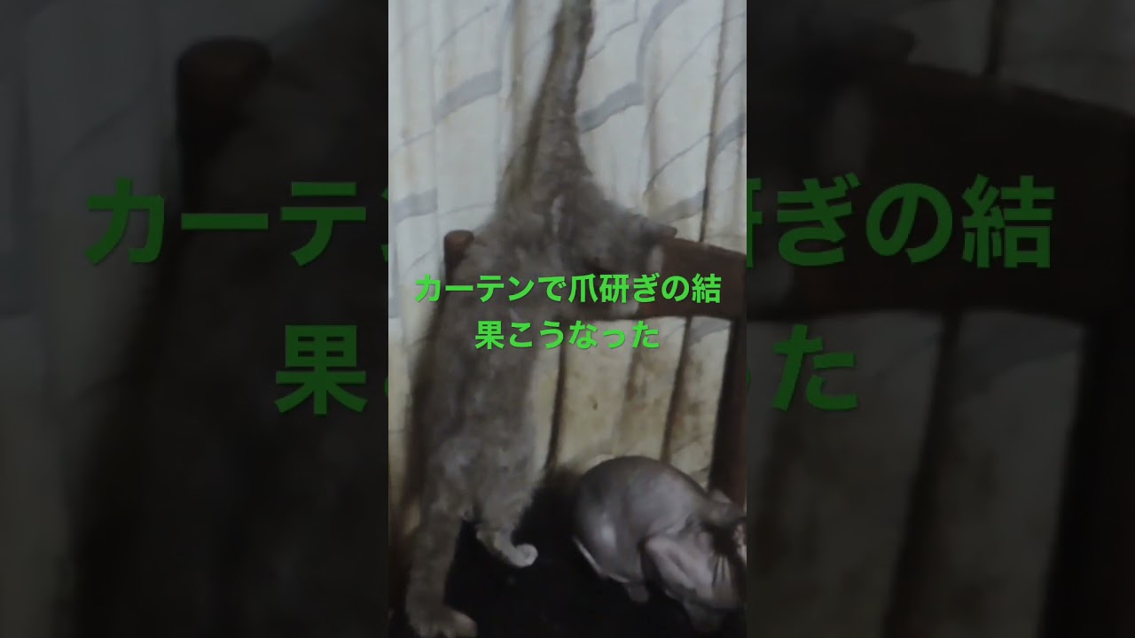 ラパーマのリケ