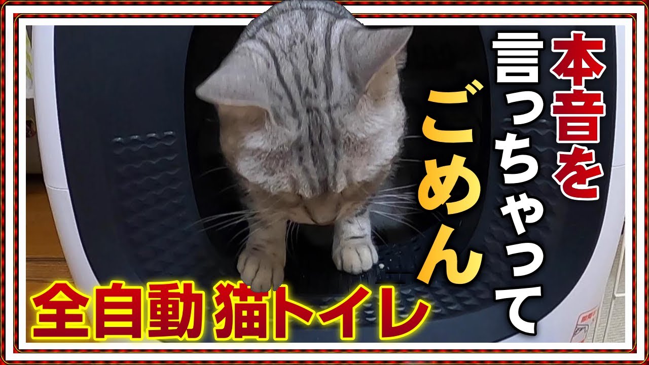 【全自動 猫トイレ騒動】「7万円のごみ!」と息子に言われて… 　 ベンガル/オシキャット/チートー猫【Cat lifeスローライフ田舎暮らしvol 32】