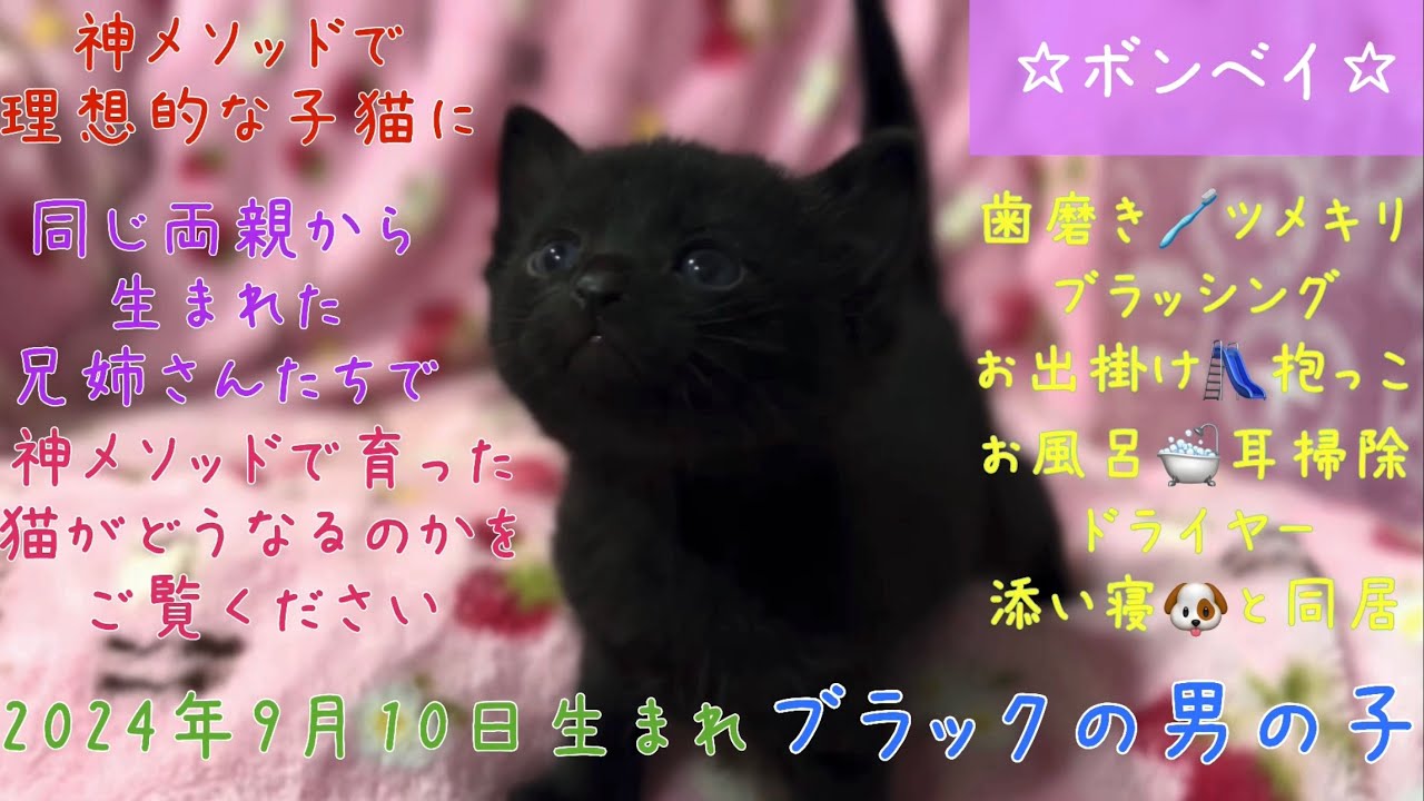 【ナナハチ’s ROOM】ボンベイ☆ブラックの男の子　20241007