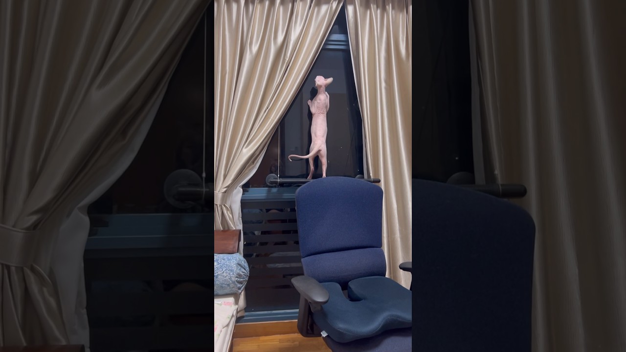 癖になるほど可愛い鳴き声の毛のない猫【スフィンクス猫】