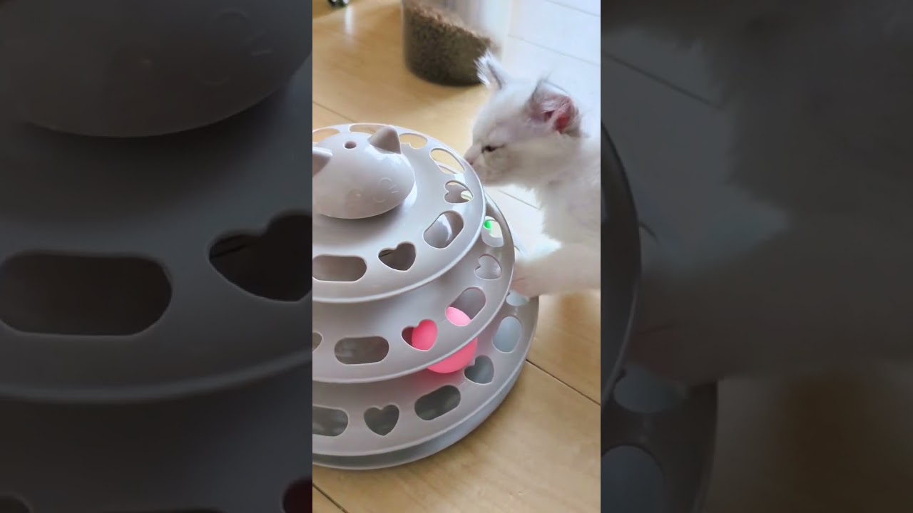 耳がひっくり返ってるのに気付かないラグドール子猫