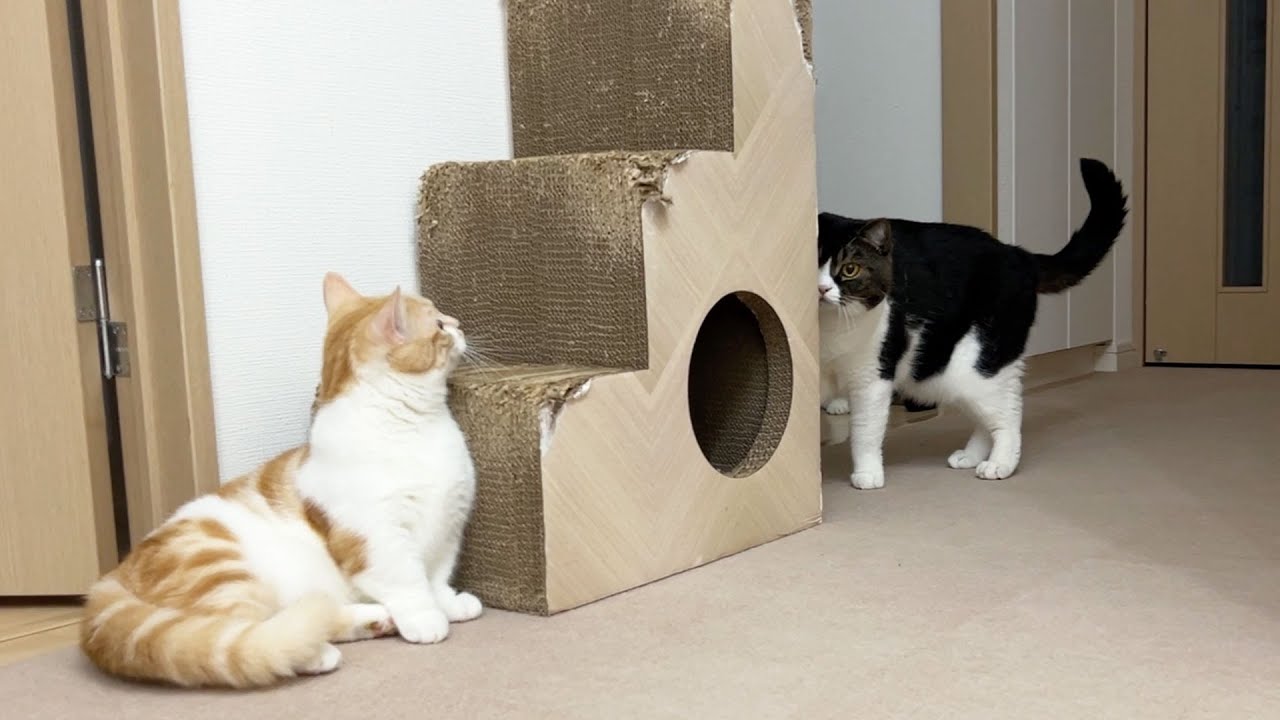 子猫と遊びたくて頑張る猫が可愛すぎたw