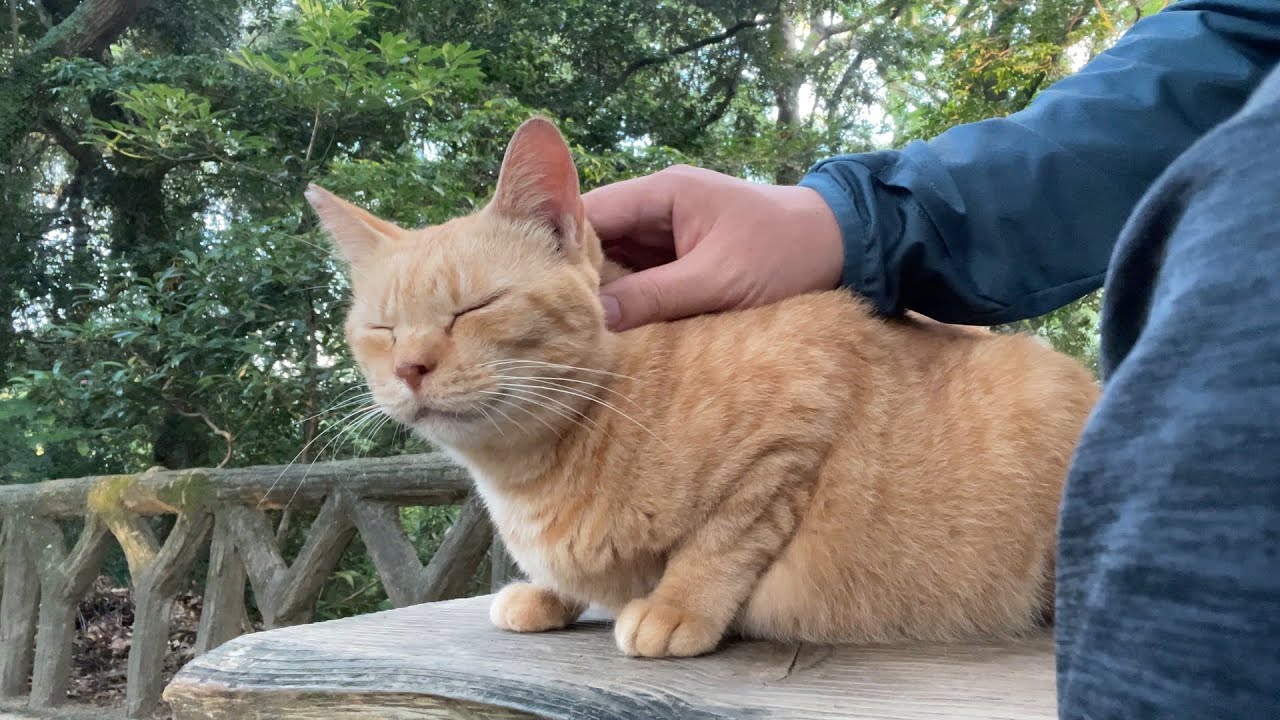 ベンチで毛繕い中のボブテイル茶トラ猫ちゃんに相席させて貰ってナデナデさせて頂いた