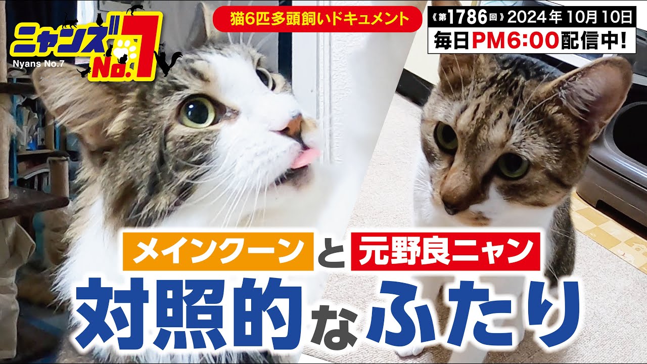 《第1786回》メインクーンと元野良ニャン　対照的なふたり