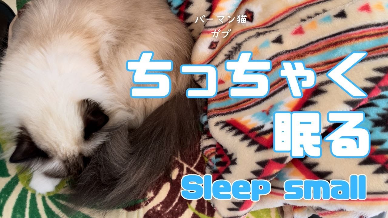 バーマン猫ガブ【ちっちゃく眠る】Sleep small（バーマン猫）Birman/Cat