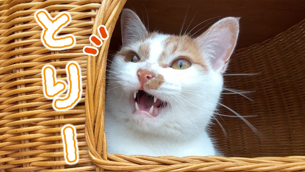 鳥さんを見つけてたくさんお喋りする猫トロしゃん