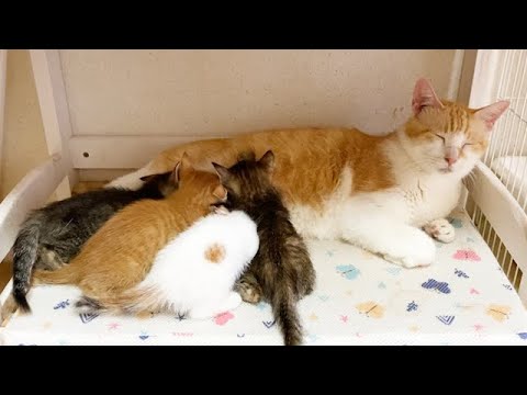 子猫たちの母親代わりをする先住猫