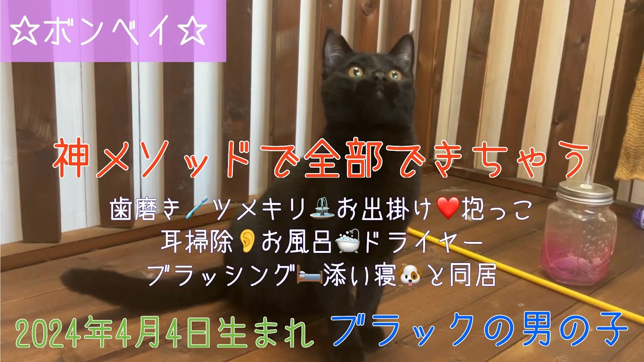 【ナナハチ’s ROOM】ボンベイ☆ブラックの男の子　20241008