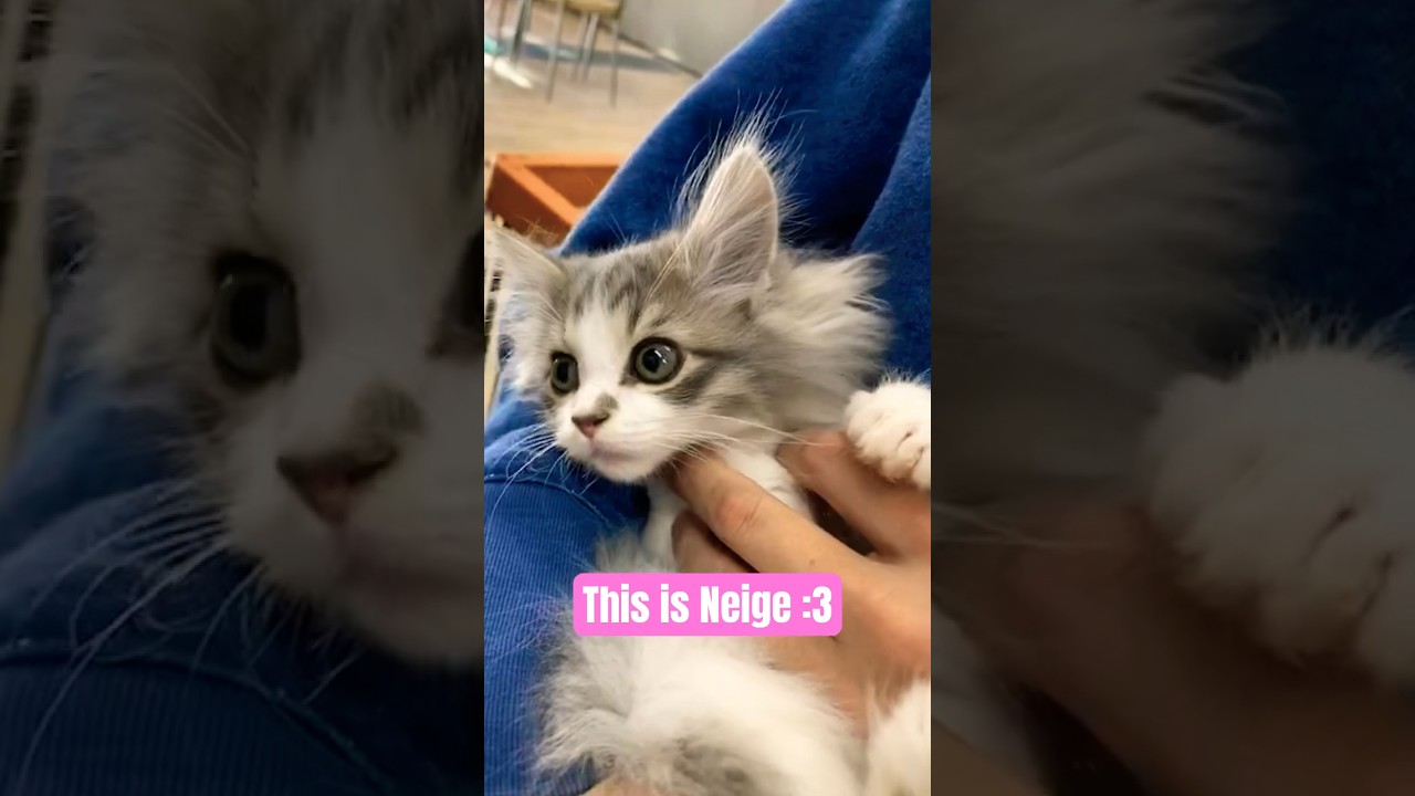 This is Neige:3 #cat #kitten #shorts #猫 #子猫 #ラガマフィン #自己紹介 #aboutme #cute #成長記録 #growth #short
