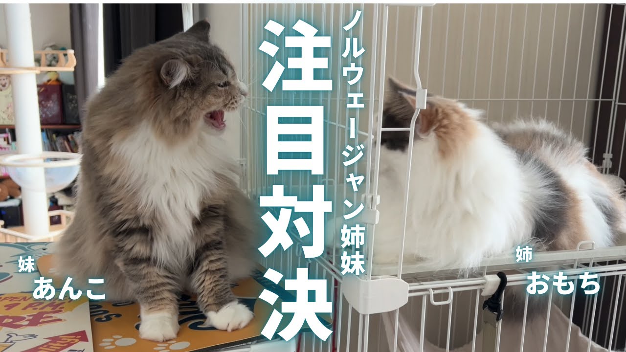 ノルウェージャンフォレストキャット姉妹の現実【猫の多頭飼い】