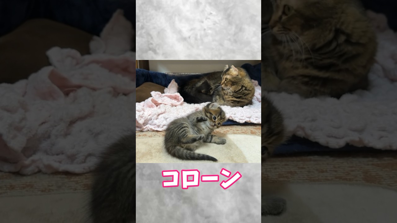 育児を頑張るママが絶望した日