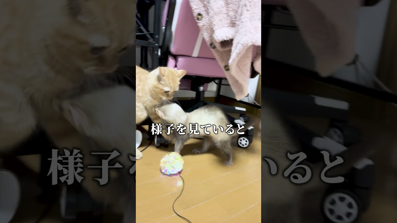 新しい家族(猫)をさっそく襲ったフェレット　アメリカンカールの男の子つむぎくんです　紹介動画はもう少し時間がたったら作る予定です