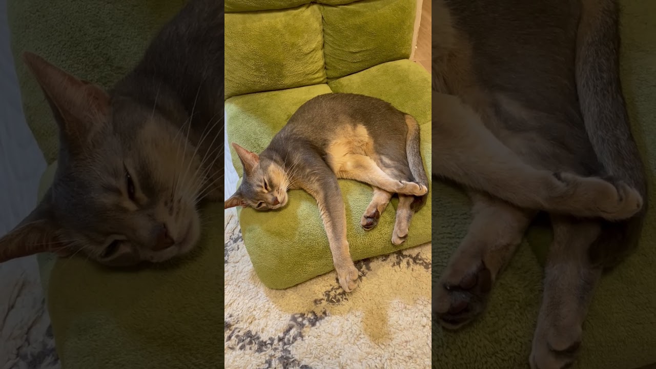 アビシニアンとは その19 #shorts #猫 #アビシニアン