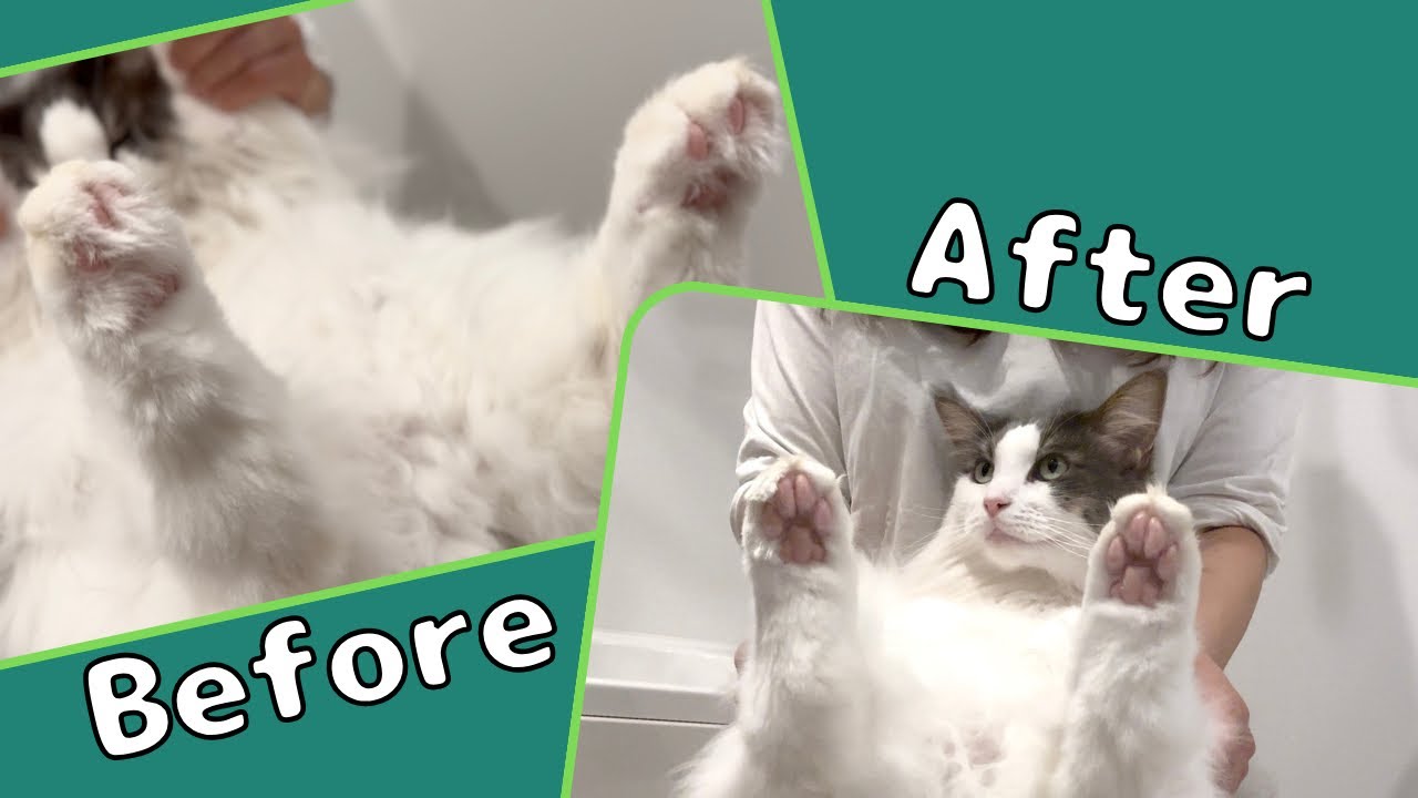 長毛猫のお手入れDAY【メインクーン】
